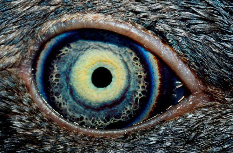 Fotógrafo captura imagens incríveis dos olhos de diversos animais