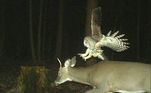 Câmeras florestais são usadas principalmente por pesquisadores da vida selvagem, que buscam identificar a movimentação da fauna local, além de descobrir quais animais habitam regiões específicas. Também são usadas por caçadores, para encontrar as presas. Porém, mais do que isso, às vezes essas câmeras revelam coisas que ninguém sabia que existiam...