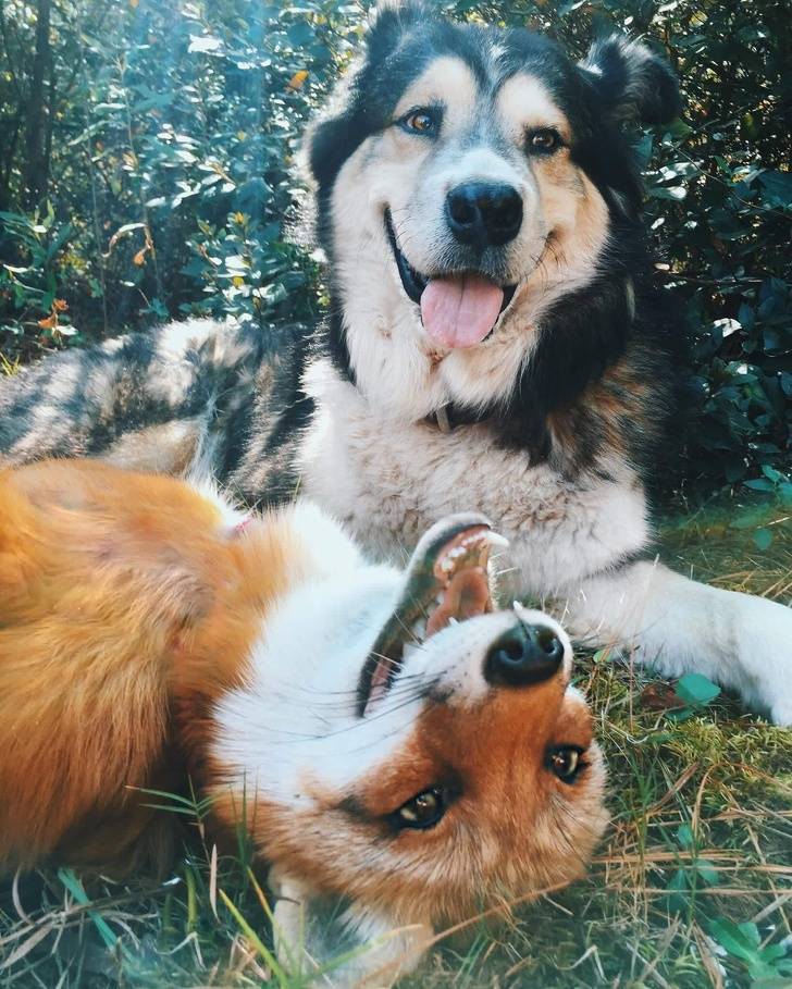 E O Bicho Confira As Fotos Dos Animais Mais Felizes Da Internet Fotos R7 Humor