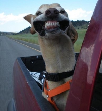 7 vídeos engraçados de cachorro que te farão gargalhar de tão engraçados