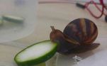 Admita, você não sabia que um caramujo comendo um pepino poderia ser tão fofo assim