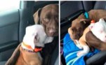 Dentre as imagens compiladas pelo site Bored Panda, eis uma história pra lá de especial. Daisy e Luna são duas cadelas inseparáveis, mas Daisy não gosta de andar de carro, então Luna a conforta até as duas pegarem no sono. Leal como só os cães conseguem ser