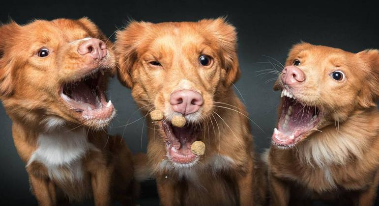  Fotos hilárias de cães feitas por Christian Vieler