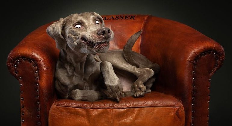 Fotos hilárias de cães feitas por Christian Vieler
