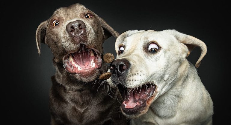 Fotos hilárias de cães feitas por Christian Vieler