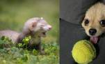 fotos mais engraçadas de pets