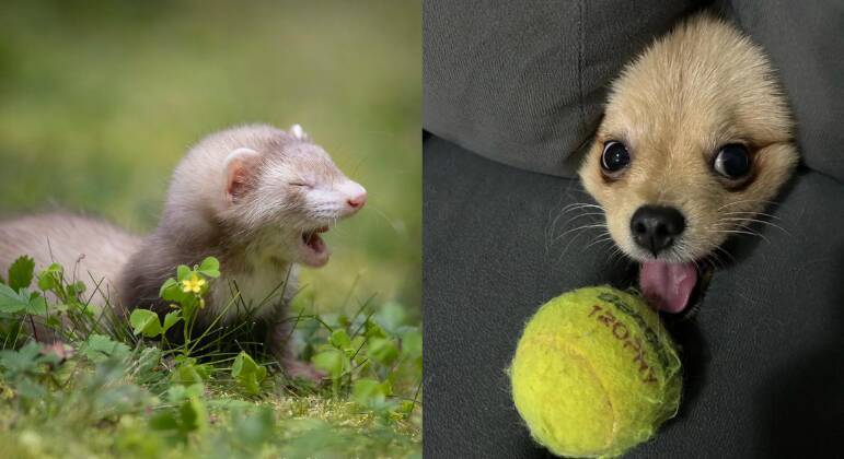 fotos mais engraçadas de pets