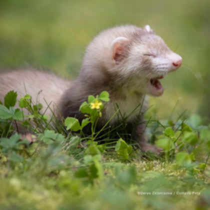 fotos mais engraçadas de pets