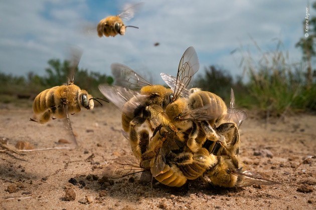 O Museu de História Natural do Reino Unido divulgou os vencedores do concurso anual de fotógrafos da vida selvagem, o prestigiado Wildlife Photographer of the Year 2022. A foto vencedora foi da fotógrafa norte-americana Karine Aigner, que mostrou um grupo de abelhas macho na luta para acasalar com uma fêmea. Além de ganhar o prêmio principal, a foto ainda levou a categoria 'Comportamento: Invertebrados'