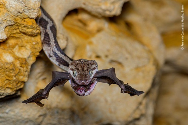 Numa primeira olhada, parece uma espécie estranha de morcego, até percebermos que o mexicano Fernando Constantino Martínez Belmar conseguiu fotografar o momento exato em que o mamífero é abocanhado por uma cobra predadora