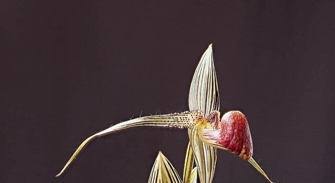 Fotos orquídeas espécies Paphiopedilum Rothschildianum