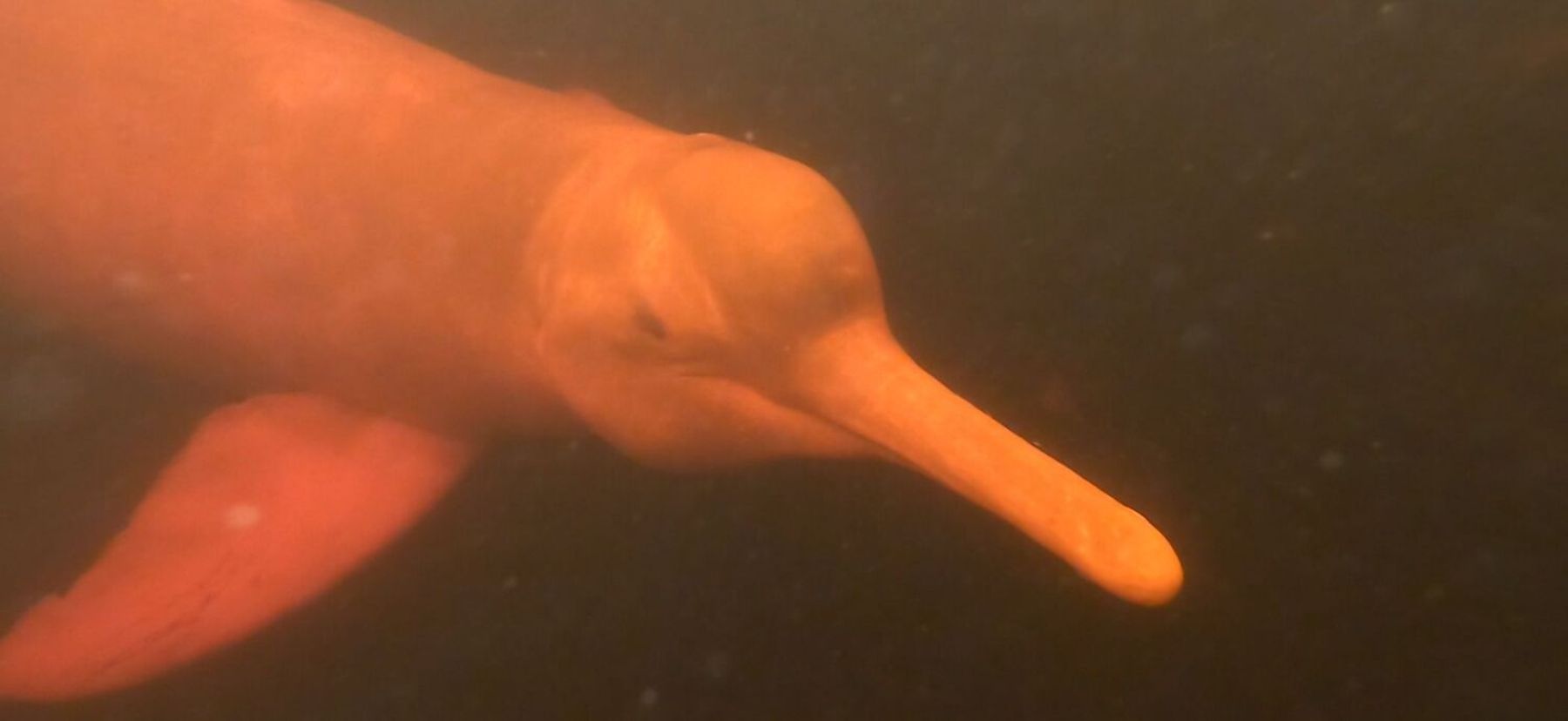 Crianças com deficiência participam de terapia com botos para estimulação de movimentos do corpo (Pedro Lopes/Record TV)