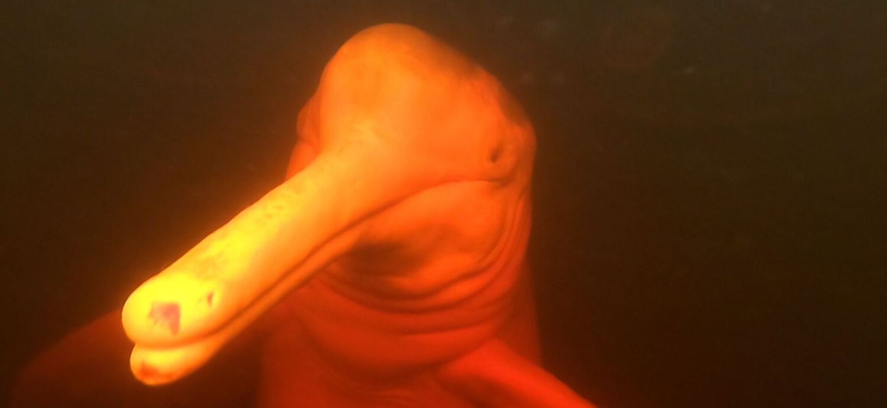 O boto-cor-de-rosa é um dos animais mais famosos da região. Ele é muito procurado por turistas (Pedro Lopes/Record TV)