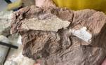 Fragmento fóssil de osso de costela de dinossauro de espécie não identificada