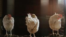 França eleva risco de gripe aviária após detectar um caso