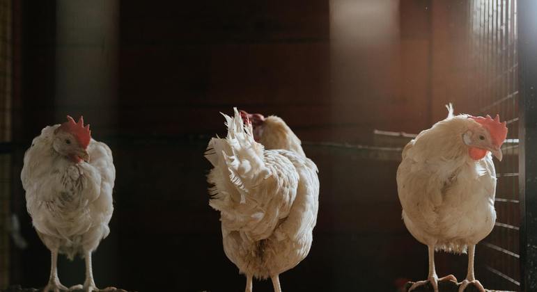 La France augmente le risque de grippe aviaire après avoir détecté un cas – Actualités