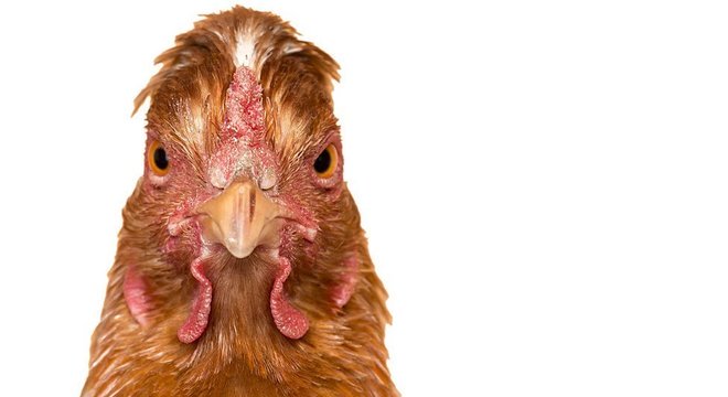 A verdadeira função da bursa de Fabricius permaneceu por muito tempo uma incógnita