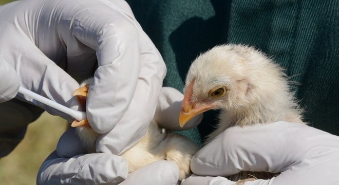 A gripe aviária pode ser letal para os seres humanos