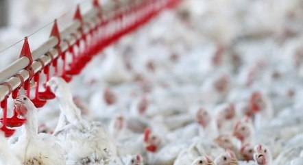 Abate de frangos cresceu 1,2% no 3º trimestre