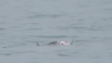 Vídeo chocante: tubarões carniceiros são filmados enquanto devoram cadáver de golfinho