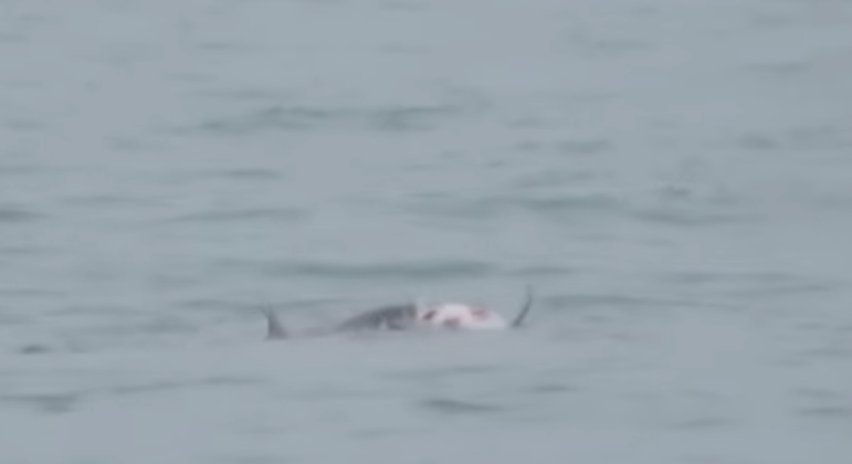 Tubarões devoraram o cadáver de um golfinho