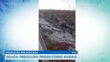 Produção prejudicada: geada preocupa produtores rurais 