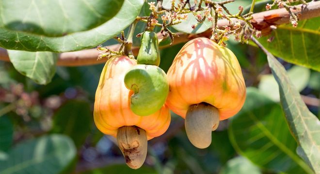 Frutas cítricas - principais benefícios e variações mais populares