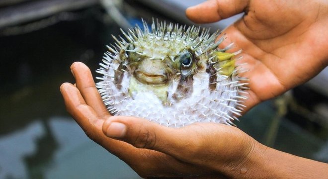 Fugu é um tipo de peixe servido vivo no Japão