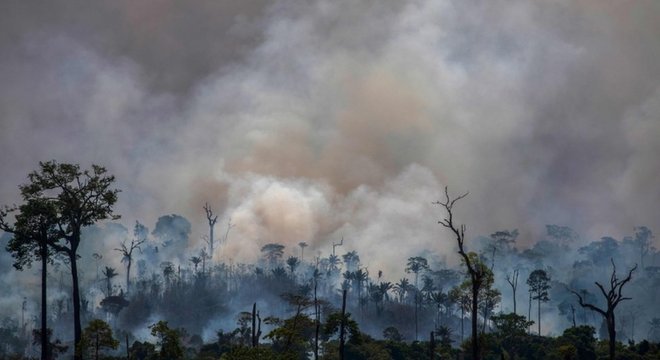 A WWF refutou as acusações e disse que não recebeu doações de Leonardo DiCaprio 