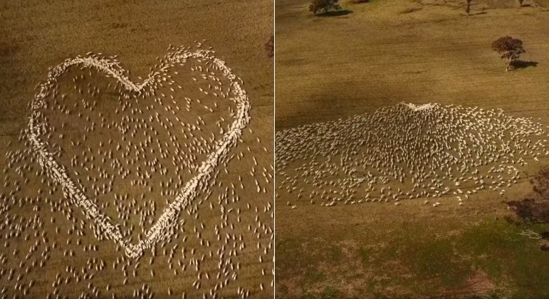 Impedido de ir ao funeral da tia, fazendeiro australiano usou rebanho de ovelhas em tributo