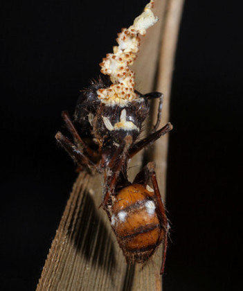 Na página do Flickr, ele compartilha diversas fotos dos organismos atacando os animais que, em sua maioria, acabam morrendo