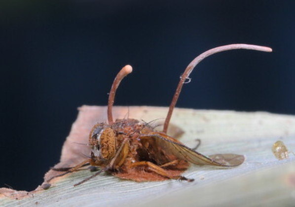 Cordyceps: Sabia que o fungo “zumbi” de The Last of Us existe na vida real?