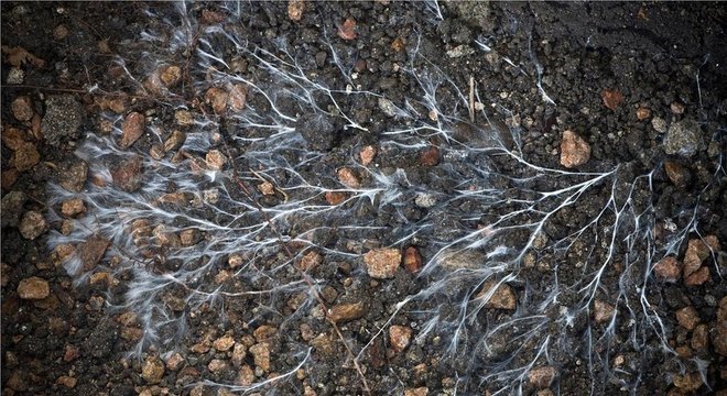 Os fungos produzem fios parecidos com veias, chamados micélio, fenômeno que tem garantido vários usos atuais