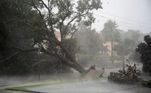 A força dos ventos arrancou esta árvore do solo em Sarasota (Flórida), na tarde desta quarta (28)