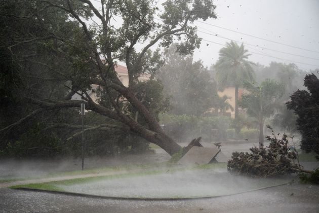 A força dos ventos arrancou esta árvore do solo em Sarasota (Flórida), na tarde desta quarta (28)