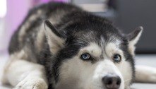 Pensa em adotar um husky siberiano? Saiba como cuidar e quais são características da raça