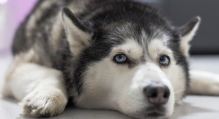 Entenda as principais características dos huskies siberianos