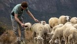 Qual a utilidade das ovelhas para a família de Davi? Confira agora a explicação! (Edu Moraes/Record TV)