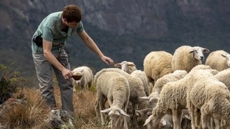 Qual a utilidade das ovelhas para a família de Davi? (Edu Moraes/Record TV)
