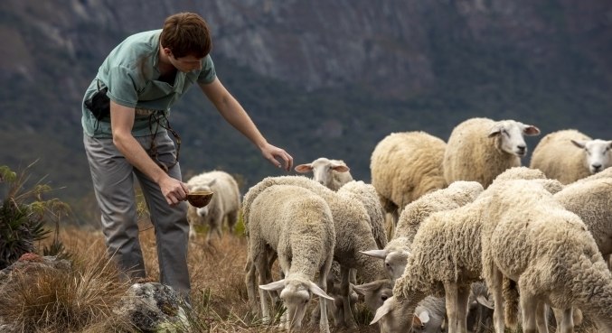 Davi (Gabriel Vivan) cuidava do rebanho de ovelhas do pai, Jessé (Edson Fieschi)