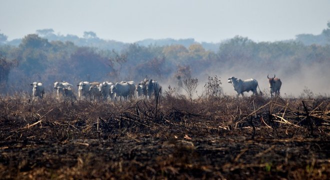 Diante do avanço do fogo, criações de gado são prejudicadas no Pantanal
