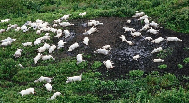 Nuvens de gás tóxico matou mais de 1,7 mil pessoas e 3,5 mil cabeças de gado 