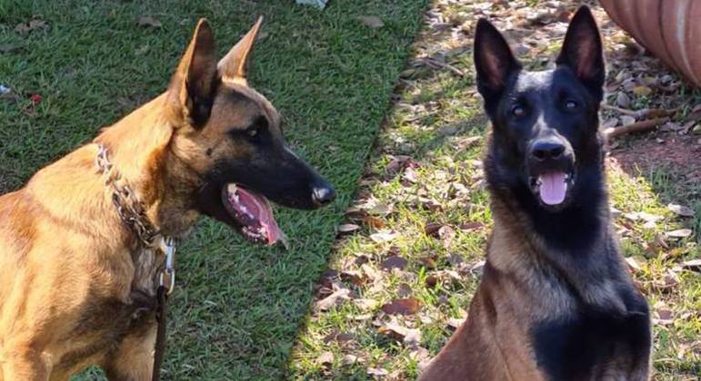 Gael e Hunter foram treinados para identificar odores de produtos como frutas, carnes, queijos, mel, entre outros