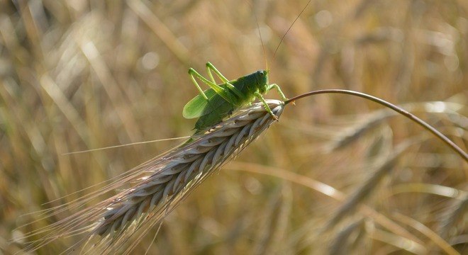 Aquecimento global pode favorecer as pragas em plantações de grãos