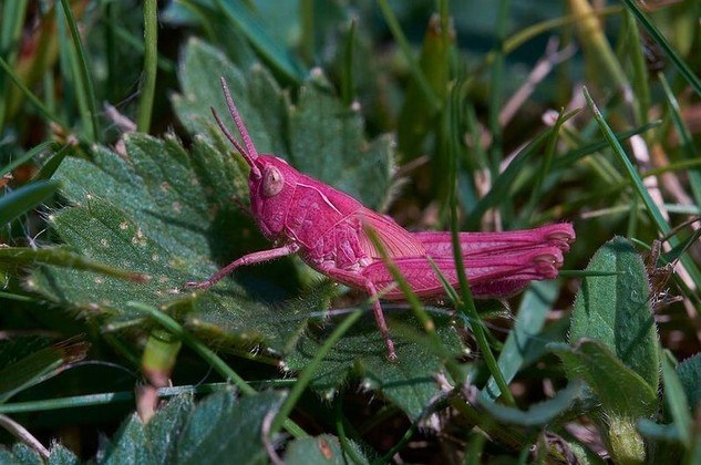 Um fotógrafo amador e aposentado cuidava do jardim de casa, no Reino Unido, quando deu de cara com o animal acima: um raro gafanhoto rosa. Gary Phillips podava algumas flores em Anglesey, no País de Gales, quando avistou o inseto de cor estranha