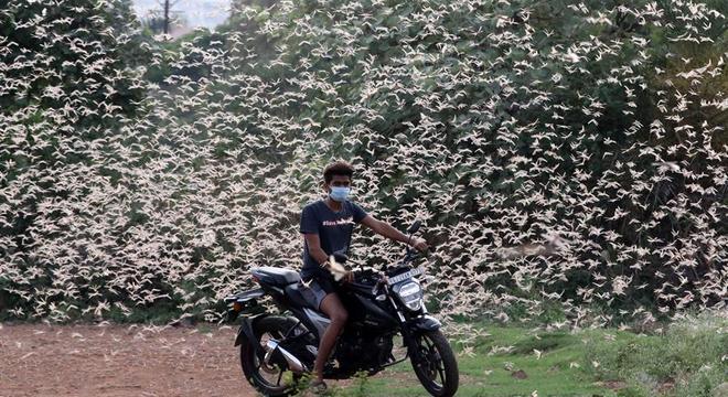 Gafanhotos em Bhopal, na Índia; praga ataca largas áreas da África e da Ásia há vários meses