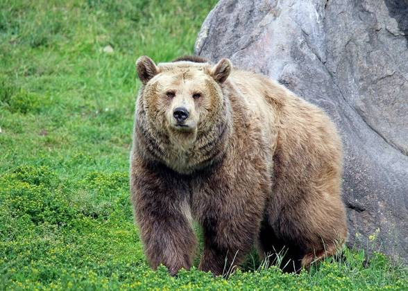  Gaia é parda. Ursos dessa espécie têm cauda curta e garras afiadas. A coloração da pelagem varia entre branco, dourado e castanho.