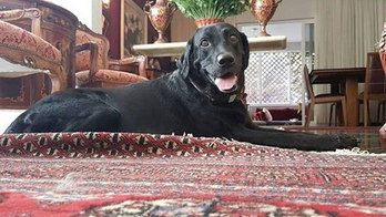 Cachorra arrastada por enxurrada no Rio de Janeiro é localizada (Arquivo Pessoal)