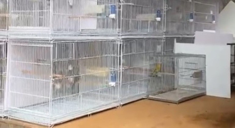 Gaiolas com pássaros em caminhão após serem retiradas da casa de Anderson Torres