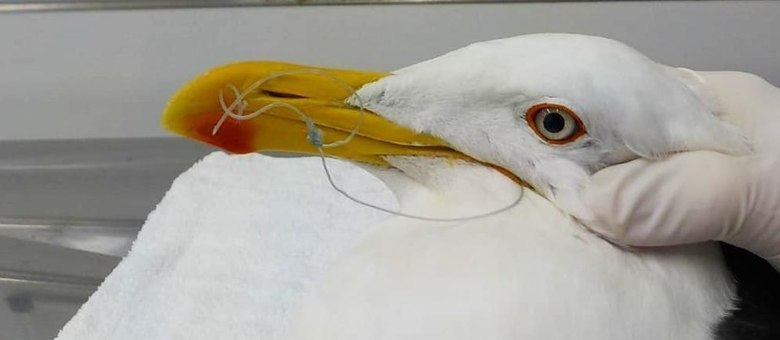 Gaivota foi resgatada com linhas de pesca saindo pelo bico